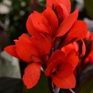 Canna generalis 'Cannova Bronze Scarlet'