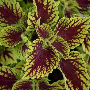 Coleus scutellarioides 'Coleosauras'