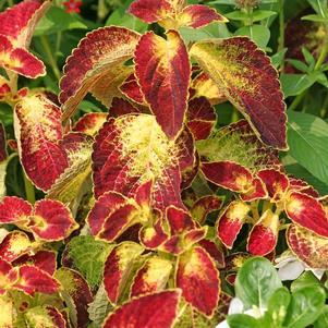 Coleus scutellarioides 'Dipt in Wine'