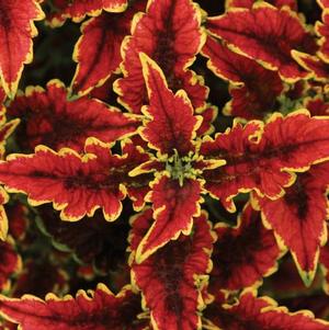 Coleus scutellarioides 'El Brighto'