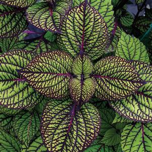 Coleus scutellarioides 'Fishnet Stockings'