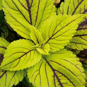 Coleus scutellarioides 'Gay's Delight'