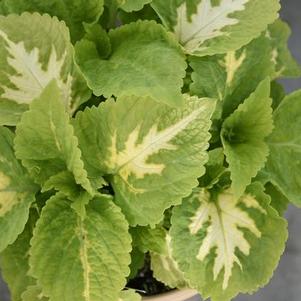 Coleus scutellarioides 'Kong Jr. Green Halo'