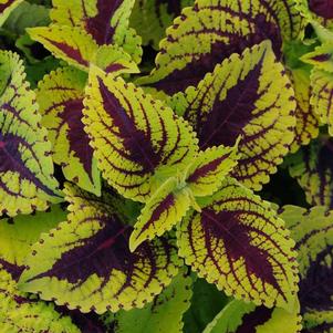 Coleus scutellarioides 'Kong Jr. Lime Vein'