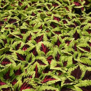 Coleus scutellarioides 'Kong Jr. Rose'