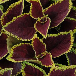 Coleus scutellarioides 'Kong Jr. Scarlet'