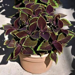 Coleus scutellarioides 'Vino'