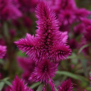 Celosia argentea 'Intenz Classic Pink'