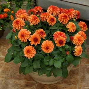 Dahlia hybrida 'Grandalia Orange'