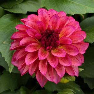 Dahlia hybrida 'Grandalia Sunrise'