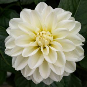 Dahlia hybrida 'Grandalia White'