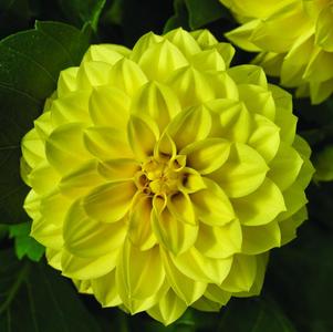 Dahlia hybrida 'Grandalia Yellow'