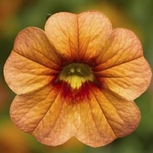 Calibrachoa hybrida 'Callie Apricot'