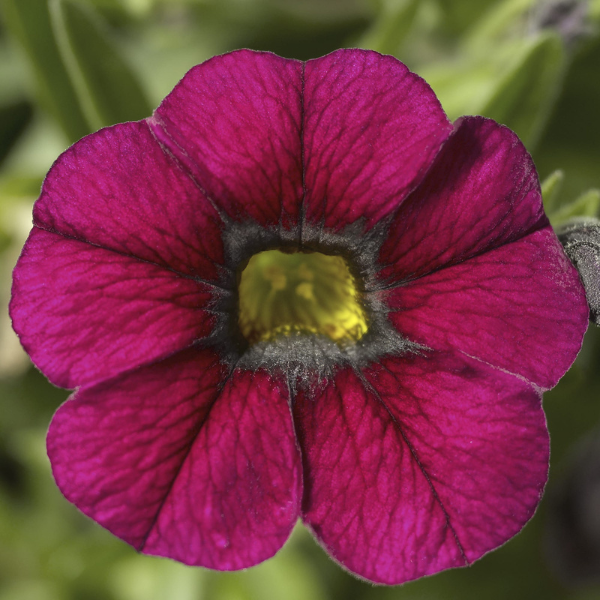 Calibrachoa hybrida 'Callie Burgundy'