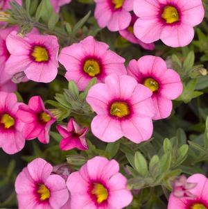 Calibrachoa hybrida 'Callie Pink with Eye Imp'