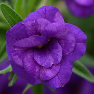 Calibrachoa hybrida 'Minifamous Neo Double Blue'
