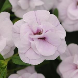 Calibrachoa hybrida 'Minifamous Uno Double Chiffon'