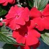 New Guinea impatiens hawkerii 'Sonic Deep Red'