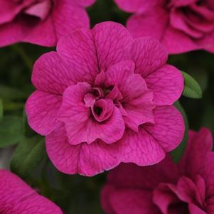 Calibrachoa hybrida 'Minifamous Neo Double Purple'