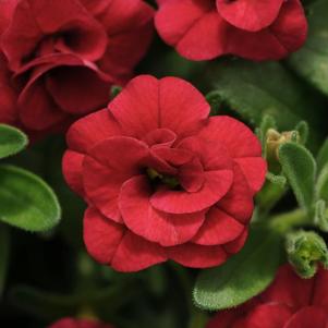 Calibrachoa hybrida 'Minifamous Uno Double Red'