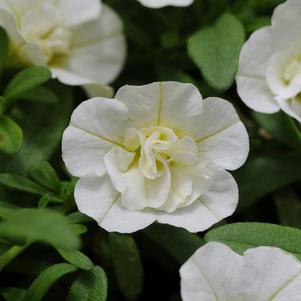 Calibrachoa hybrida 'Minifamous Uno Double White'