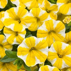 Calibrachoa hybrida 'Superbells Lemon Slice'