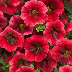 Calibrachoa hybrida 'Superbells Pomegranite Punch'