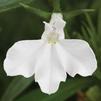 Lobelia erinus 'Techno Heat Upright White Imp'