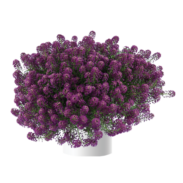 Sweet Alyssum