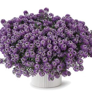 Sweet Alyssum