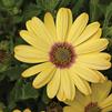 Osteospermum ecklonis 'Tradewinds Yellow'