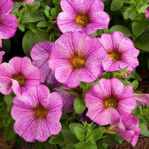 Petunia-Calibrachoa Cross