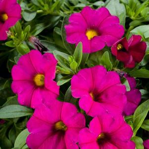 Petunia-Calibrachoa Cross