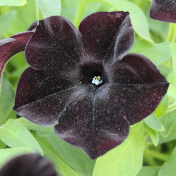 Petunia hybrida 'Ray Black'