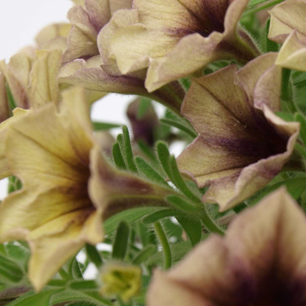 Petunia hybrida 'Cascadias Autumn Mystery'