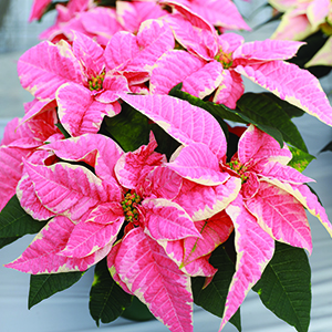 Poinsettia euphorbia pulcherrima 'Marblestar'