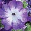 Petunia hybrida 'Sanguna Radiant Blue'
