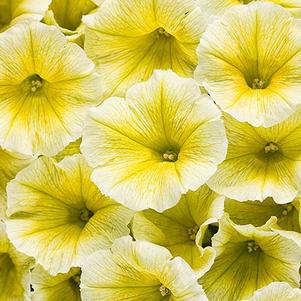 Petunia hybrida 'Supertunia Limoncello'