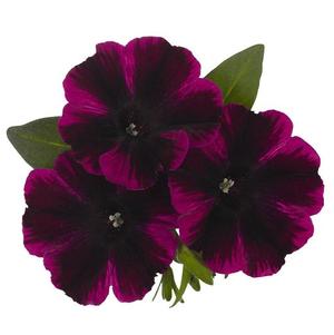 Petunia hybrida 'Sweetunia Johnny Flame'