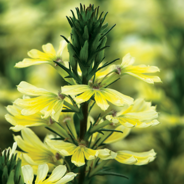 Scaevola aemula 'Scalora Suntastic Yellow'