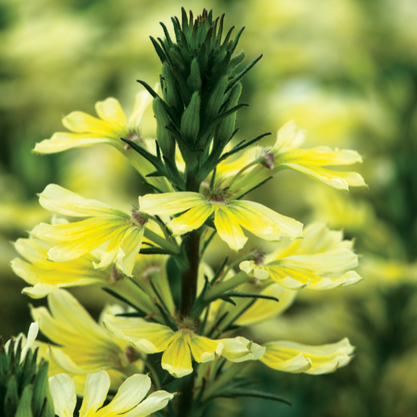 Scaevola aemula 'Scolara Suntastic Yellow'