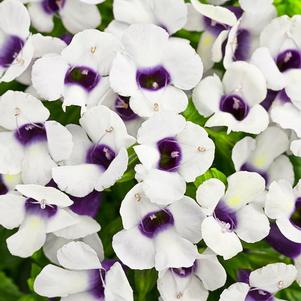 Torenia hybrida 'Catalina Grape-O-Licious'