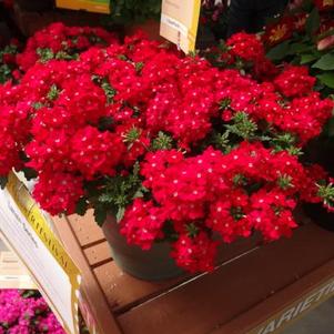 Verbena hybrida 'Lanai Scarlet with Eye'