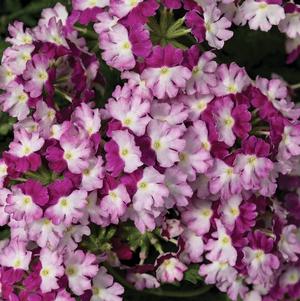 Verbena hybrida 'Lanai Twister Amethyst'