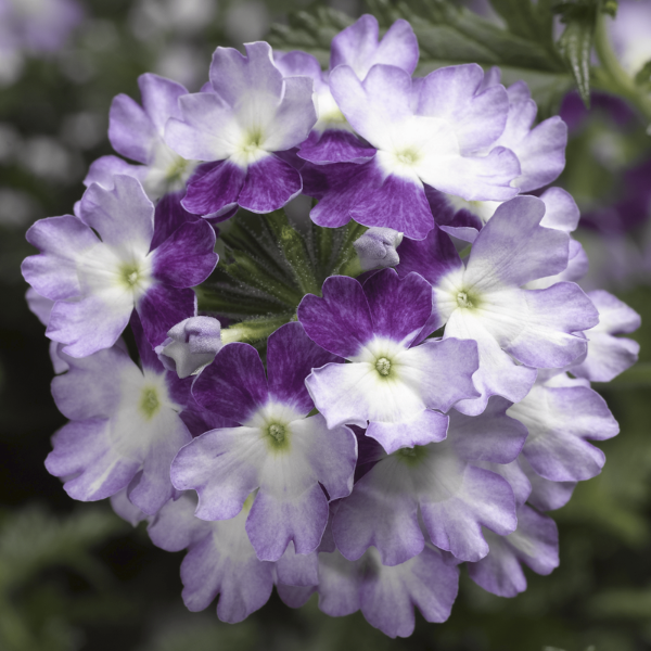 Verbena hybrida 'Lanai Twister Purple'