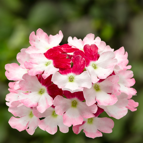 Verbena hybrida 'Lanai Twister Red Imp'