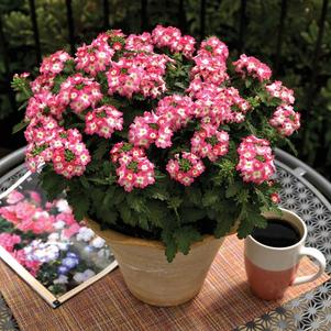 Verbena hybrida 'Lanai Upright Pink with Eye'