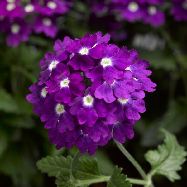 Verbena hybrida 'Lanai Upright Purple with Eye'