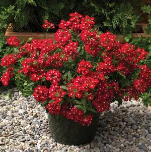 Verbena hybrida 'Lanai Upright Red with Eye'