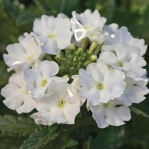 Verbena hybrida 'Lanai Upright White'